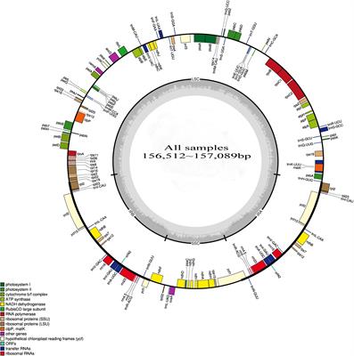 Comparison of the Chloroplast Genome Sequences of 13 Oil-Tea <mark class="highlighted">Camellia</mark> Samples and Identification of an Undetermined Oil-Tea <mark class="highlighted">Camellia</mark> Species From Hainan Province